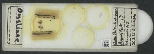 Omaliinae MacLeay, W. S., 1825 - 010189176_127044_803619