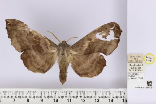 Laothoe amurensis sinica (Rothschild & Jordan, 1903) - NHMUK_010588429_Amorpha_amurensis_sinica_R&J_PT_dorsal_and_labels.JPG