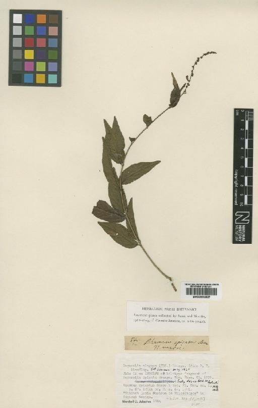 Sageretia elegans (Kunth) Brongn. - BM000838527