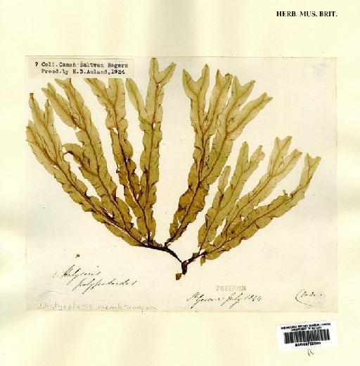 Dictyopteris polypodioides (DC.) J.V.Lamour. - BM000766500