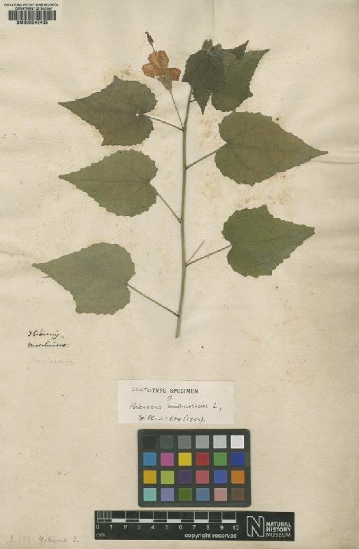 Hibiscus malvaviscus L. - BM000646495