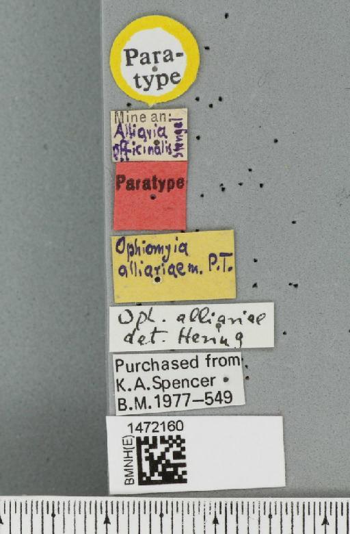 Ophiomyia alliariae Hering, 1954 - BMNHE_1472160_a_label_46965