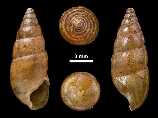 Glessula jerdoni subterclass Tectipleura (Reeve, 1850) - 1946.10.16.8-12, POSSIBLE SYNTYPES, Glessula jerdoni