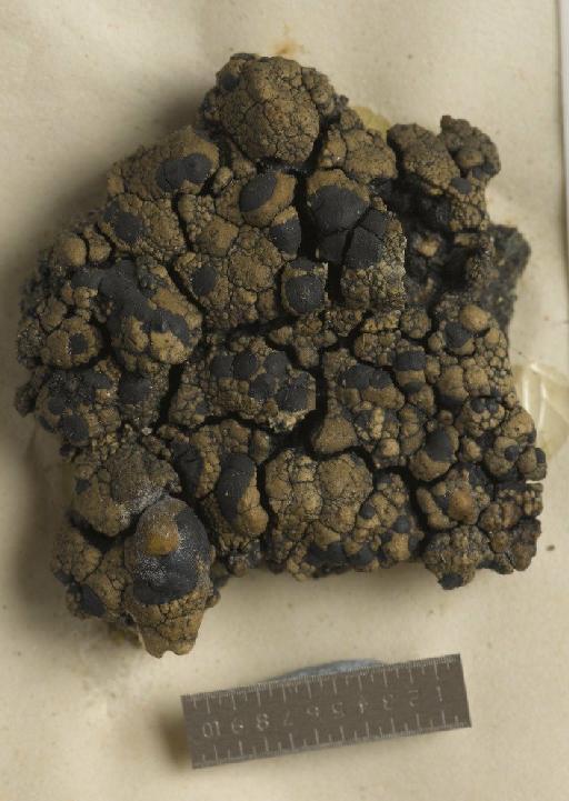 Calvitimela aglaea (Sommerf.) Hafellner - BM000974744_a