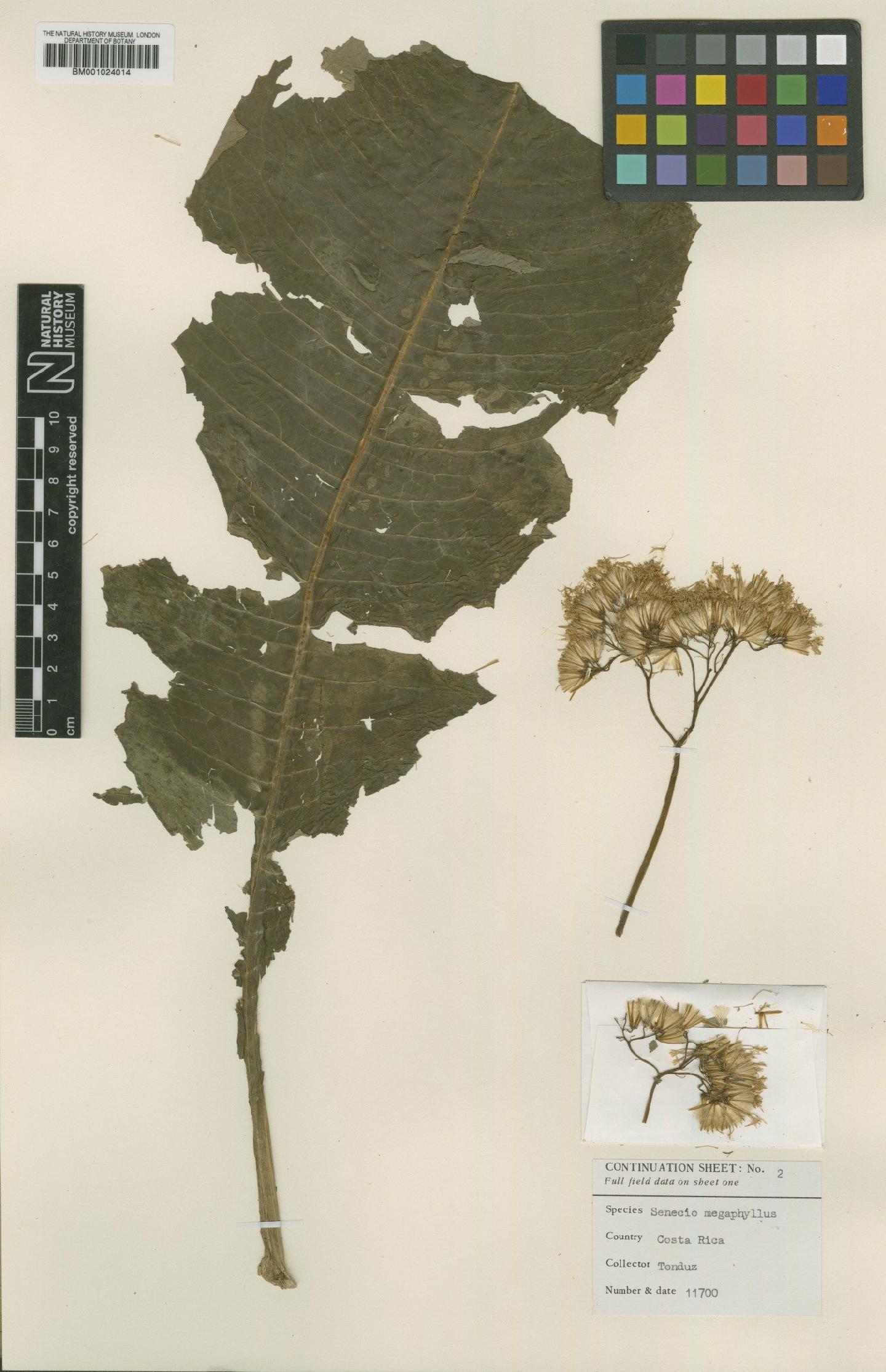 To NHMUK collection (Senecio megaphyllus Greenm.; Type; NHMUK:ecatalogue:621563)