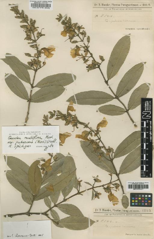 Qualea multiflora subsp. pubescens (Mart.) Stafleu - BM001034547