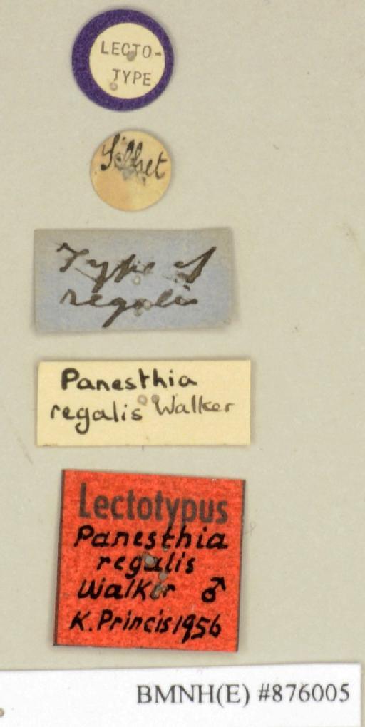 Panesthia regalis Walker, 1868 - Panesthia regalis Walker, F, 1868, male, lectotype, labels. Photographer: Edward Baker. BMNH(E)#876005