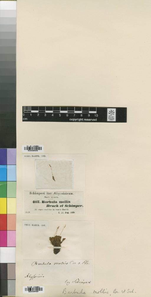 Syntrichia mollis (Bruch & Schimp. ex Müll.Hal.) R.H.Zander - BM000870519_a