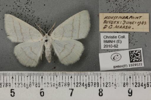 Cabera pusaria (Linnaeus, 1758) - BMNHE_1929522_494927