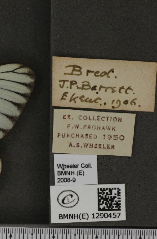 Aporia crataegi (Linnaeus, 1758) - BMNHE_1290457_label_125755