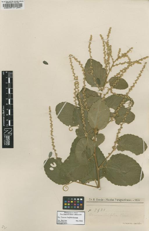 Gouania latifolia Reissek - BM000089117