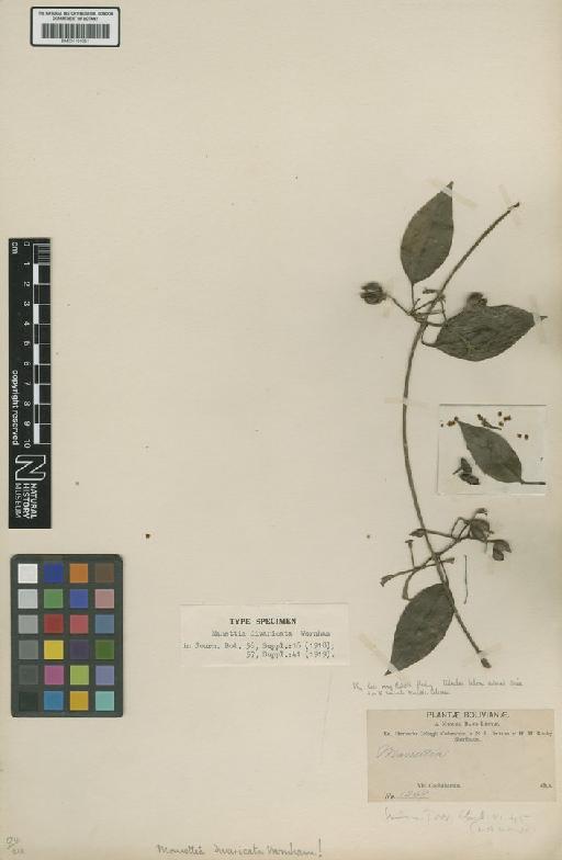 Manettia divaricata Wernham - BM001191251