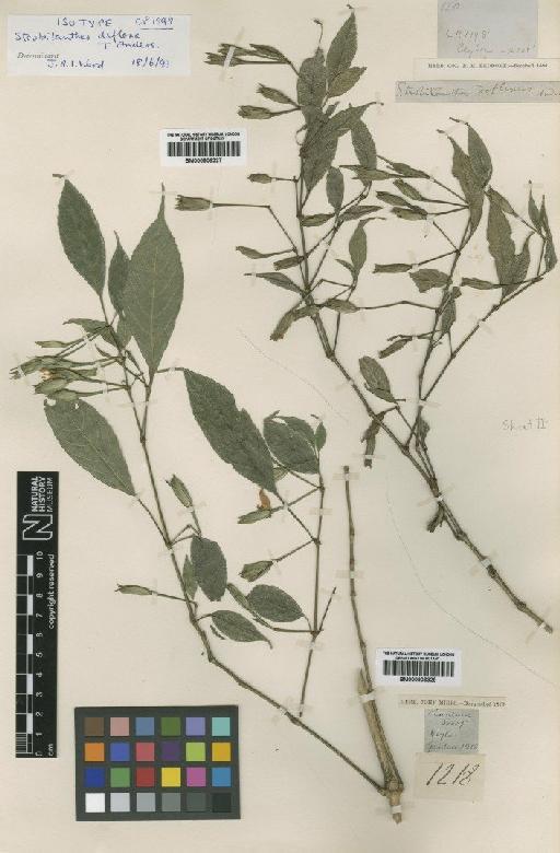 Strobilanthes deflexa Anderson - BM000906327