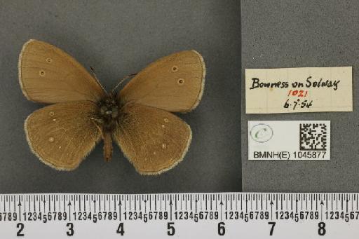 Aphantopus hyperantus ab. arete Müller, 1764 - BMNHE_1045877_21200