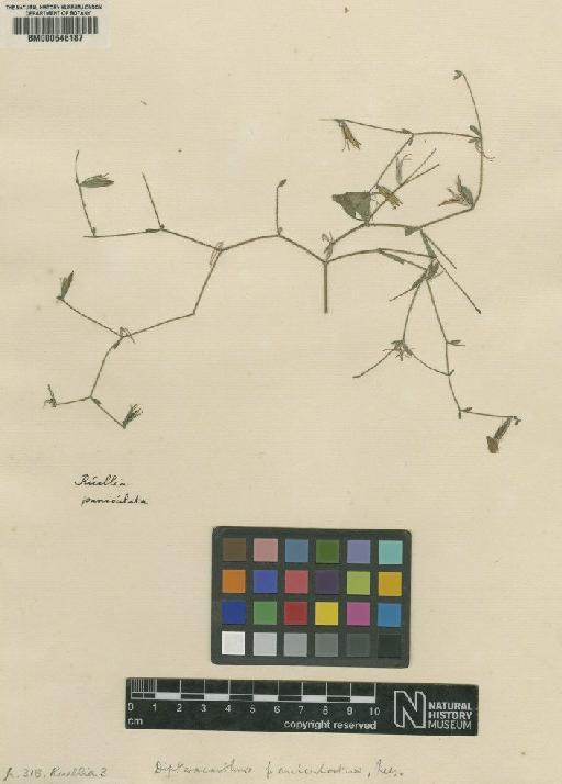 Ruellia paniculata L. - BM000646187