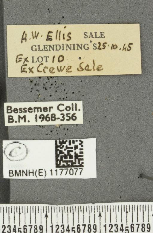 Melitaea cinxia ab. deficiens Cabeau, 1922 - BMNHE_1177077_label_49073