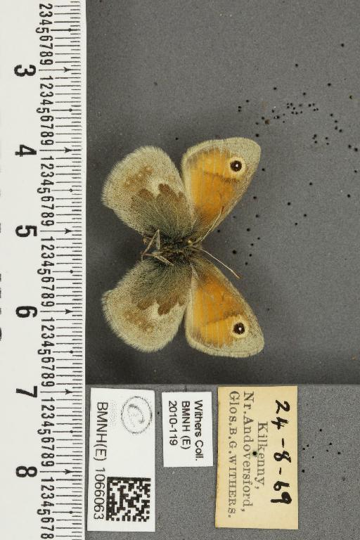 Coenonympha pamphilus (Linnaeus, 1758) - BMNHE_1066063_27360