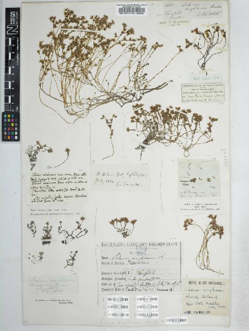 Sedum anglicum Huds. - BM001161688