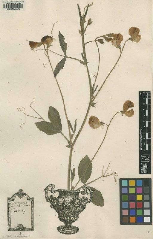 Lathyrus odoratus var. odoratus L. - BM000646675