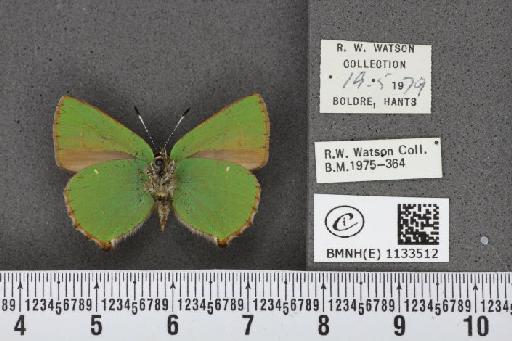 Callophrys rubi rubi (Linnaeus, 1758) - BMNHE_1133512_97580