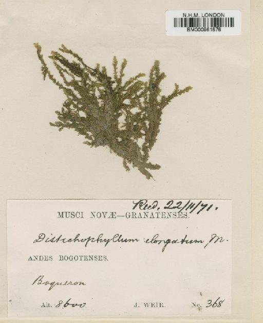 Distichophyllum elongatum Mitt. - BM000961676