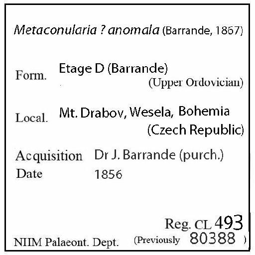 Metaconularia anomala (Barrande, 1867) - CL 493. Metaconularia ? anomala (label)