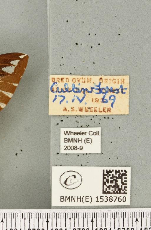 Endromis versicolora (Linnaeus, 1758) - BMNHE_1538760_label_260068