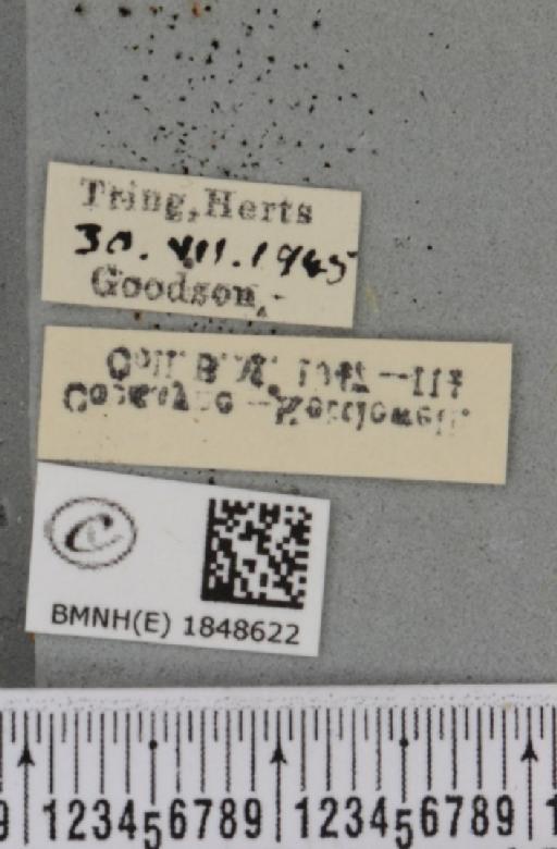 Macaria wauaria ab. v-remotum Schultz, 1931 - BMNHE_1848622_label_422159