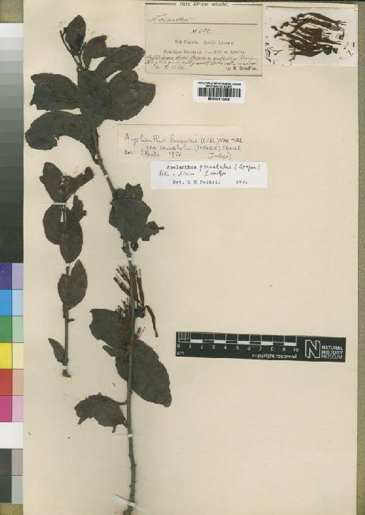 Agelanthus pennatulus (Sprague) Polhill & Wiens - BM000910888