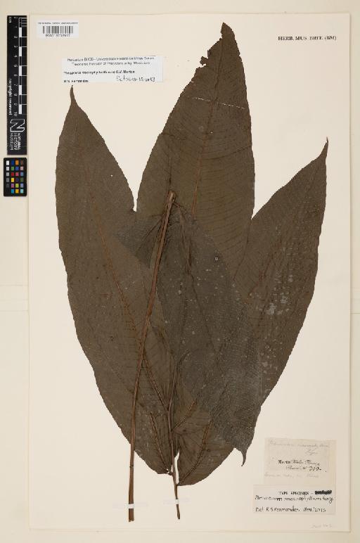 Meniscium macrophyllum Kunze - 013736917