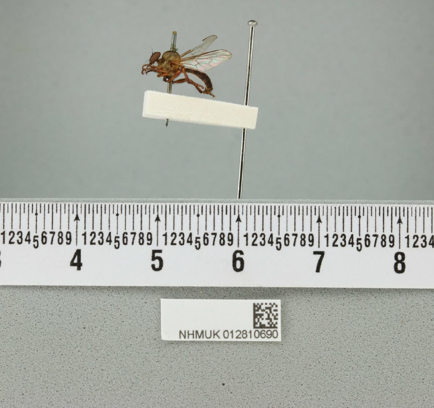 Damalis dorsalis