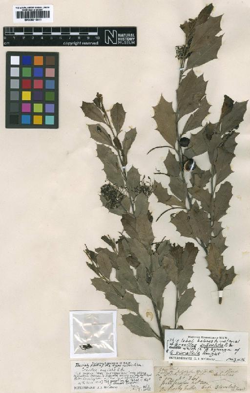 Grevillea angulata R.Br. - BM000915611 (2)