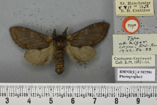 Notodonta dromedarius ab. niger Cockayne, 1942 - Joanna_042430_244211