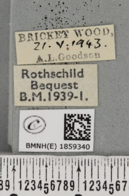 Pseudopanthera macularia ab. xantholeuca Bubaçek, 1926 - BMNHE_1859340_label_429751