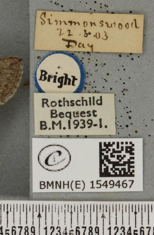 Achlya flavicornis galbanus Tutt, 1891 - BMNHE_1549467_label_239062