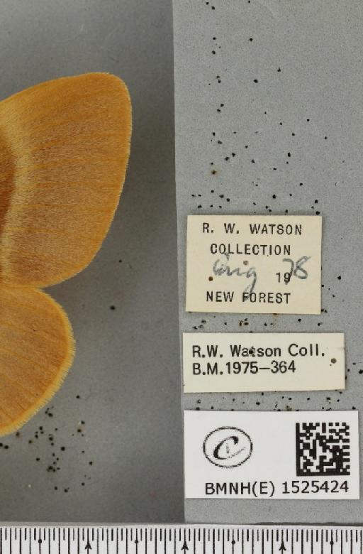 Lasiocampa quercus quercus (Linnaeus, 1758) - BMNHE_1525424_label_194170