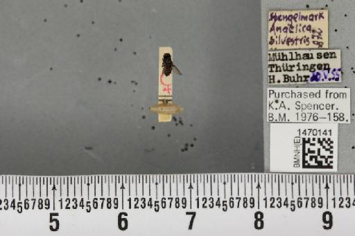 Melanagromyza angeliciphaga Spencer, 1969 - BMNHE_1470141_44691