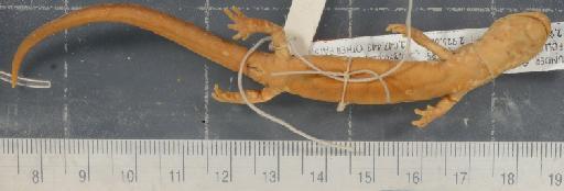 Pseudoeurycea gadovii - 1946.9.6.45-pic2