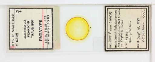 Agastopsylla pearsoni Traub, 1952 - 010179143_reverse