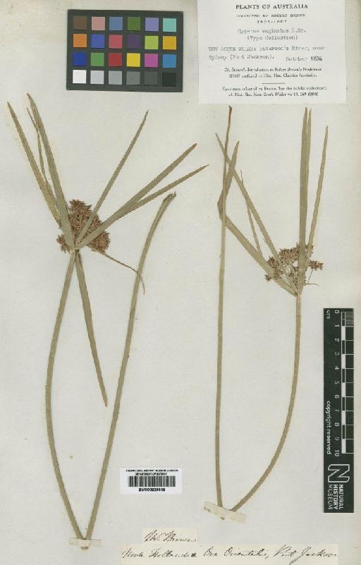 Cyperus vaginatus R.Br. - BM000839648