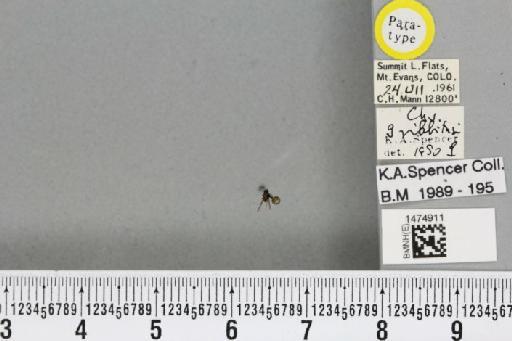 Chromatomyia griffithsi Spencer, 1986 - BMNHE_1474911_48410