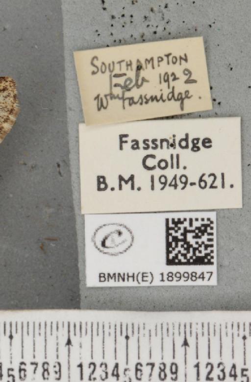 Apocheima hispidaria (Denis & Schiffermüller, 1775) - BMNHE_1899847_label_455772
