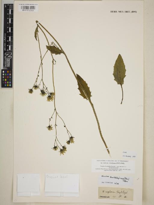 Hieracium daedalolepioides (Zahn) Roffey - BM013722028