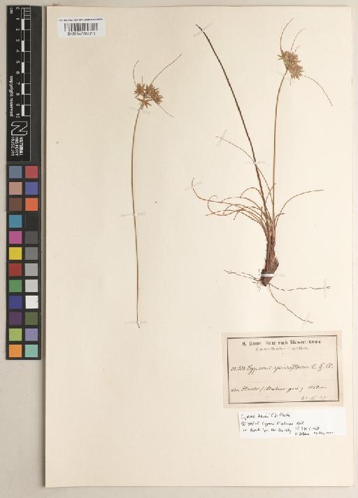 Cyperus hensii C.B.Clarke - BM014605011