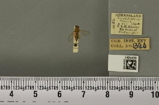 Bactrocera (Austrodacus) cucumis (French, 1907) - BMNHE_1434436_28380