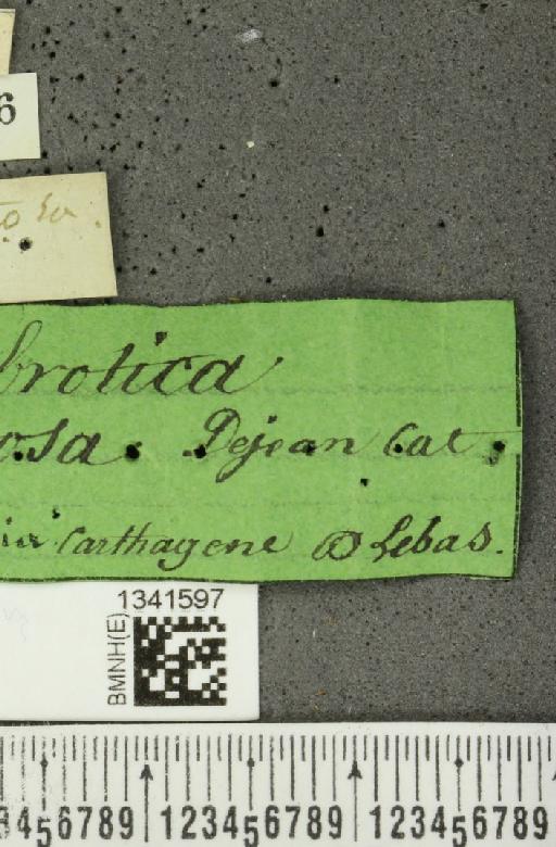 Paratriarius unifasciatus (Baly, 1889) - BMNHE_1341597_label_23436