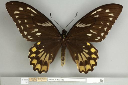 Ornithoptera croesus croesus Wallace, 1859 - 013604986__