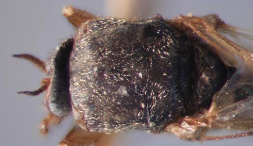 Simulium (Trichodagmia) clavipes species group Tarsatum Malloch, 1914 - 010849101_S_clavipes_Female_Thorax_anterior illumination