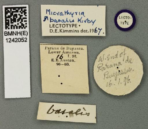 Erythrodiplax basalis (Kirby, 1897) - Erythrodiplax_basalis-BMNHE_1242052-Lectotype-Labels