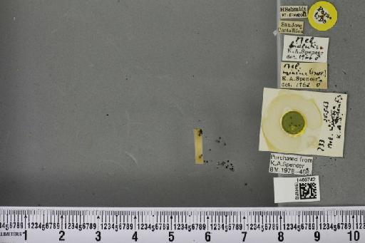 Melanagromyza bidentis Spencer, 1966 - BMNHE_1469742_45100